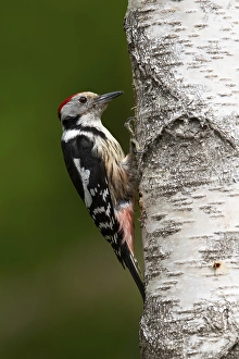 Middle spotted woodpecker (Dendrocopos medius), Wittlich, Rhineland-Palatinate, Germany, Europe