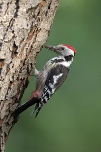 Middle spotted woodpecker (Dendrocopos medius), adult at breeding cavity with prey in beak, feeding, Krickenbecker Lakes, Nettetal, North Rhine-Westphalia, Germany, Europe