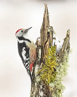 Middle spotted woodpecker (Dendrocopos medius)