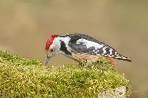 Middle Spotted Woodpecker (Dendrocopos medius)