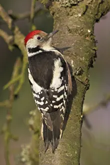 Middle spotted woodpecker (Dendrocopos medius)