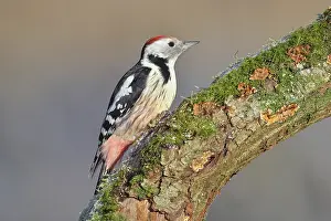 Middle spotted woodpecker (Dendrocopos medius)