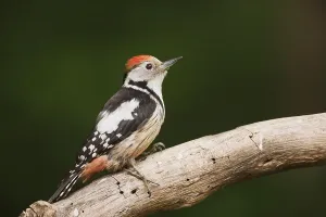 Middle Spotted Woodpecker (Dendrocopos medius) adult