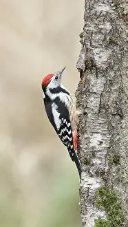 Middle spotted woodpecker (Dendrocopos medius) foraging on the trunk of a grey birch (Betula populifolia)