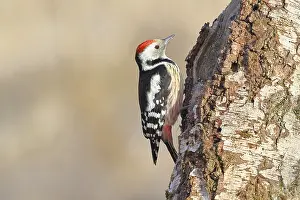 Middle spotted woodpecker (Dendrocopos medius) foraging on the trunk of a grey birch (Betula populifolia) in winter