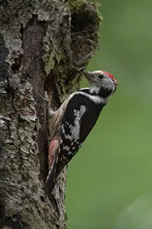 Middle spotted woodpecker (Dendrocopos medius) with insects