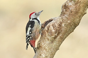 Middle Spotted Woodpecker (Dendrocopos medius) sitting on a branch, Animals, Birds, Woodpeckers, Siegerland, North Rhine-Westphalia, Germany, Europe