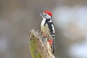 Middle Spotted Woodpecker (Dendrocopos medius) sitting on a tree trunk covered with moss