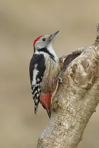 Middle spotted woodpecker (Dendrocopos medius) sitting at a water pot in a tree trunk
