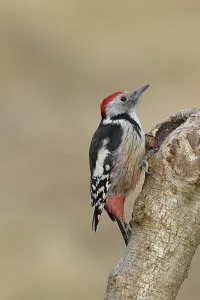 Middle spotted woodpecker (Dendrocopos medius) sitting at a water pot in a tree trunk