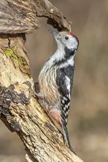 Middle spotted woodpecker (Dendrocoptes medius) on a branch in the forest