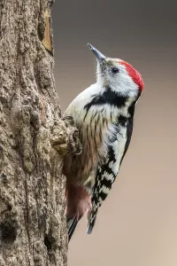 Middle Spotted Woodpecker (Dendrocoptes medius) climbing tree