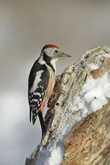 Middle Spotted Woodpecker (Dendrocopus medius)