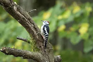 Middle spotted woodpecker (Dendrocopus medius) Germany