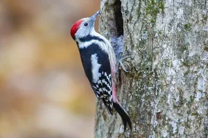 Middle Spotted Woodpecker (Dendrocopus medius) Germany