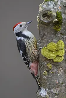 Middle Spotted Woodpecker (Leiopicus medius)