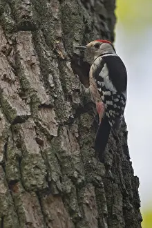 Middle spotted woodpecker (Leiopicus medius)