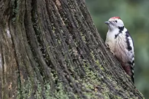 Middle Spotted Woodpecker (Leiopicus medius)