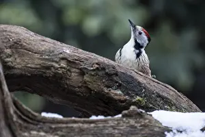 Middle Spotted Woodpecker (Leiopicus medius)