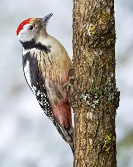 Middle spotted woodpecker (Leiopicus medius) sitting on a tree trunk in front of a snow-covered background