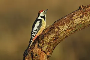 Middle woodpecker, Dendrocopos syriacus