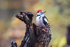 Middle woodpecker (Dendrocopus medius) Germany