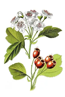 Midland hawthorn (Crataegus laevigata)