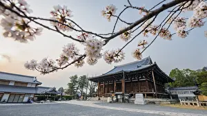 Mie-do, Buddhist Temple and Cherry Blossom