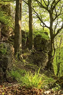 Mighty beech trees grow on the cliffs of Ith in an idyllic deciduous forest