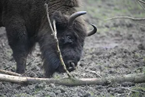 Mighty primeval animal