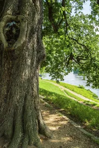 Mighty tree on the Elbe cycle path near Pillnitz Castle on the Elbe in Pillnitz
