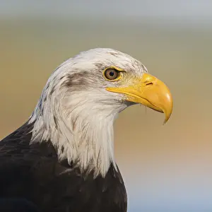 Mighty yellow beak... Bald eagle (Haliaeetus leucocephalus)