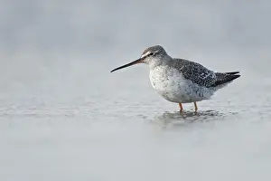 Migrant in the Wadden Sea... Spotted Redshank (Tringa erythropus)