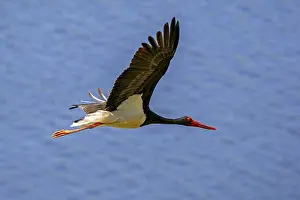 Migrating black stork (Ciconia nigra) flying