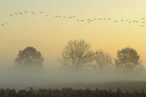 Migrating cranes (grus grus) in autumn over trees in misty landscape