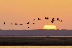 Migrating flock of common cranes