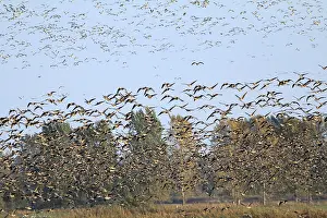 Migration of white-fronted geese and cranes in Havelluch