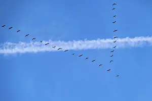 Migratory birds, cranes, grus grus
