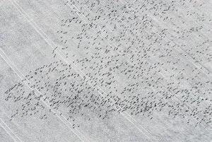 Migratory birds, flock of birds flying over snow-covered field