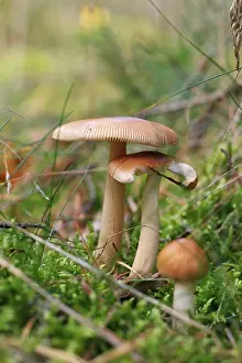 Mild waxy mushroom, Russula puellaris (Russulaceae)