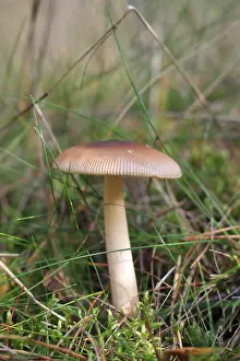Mild waxy mushroom, Russula puellaris (Russulaceae)