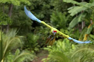 Military macaw (Ara militaris)