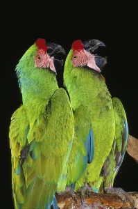Military Macaw (ara militaris)