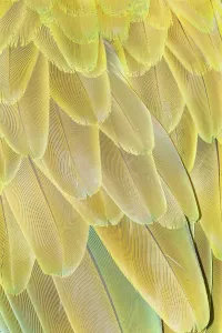 Framed Print : Military macaw (Ara militaris) feathers