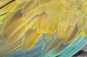 Military macaw (Ara militaris) feathers