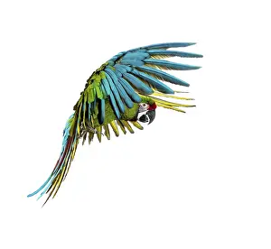 Military macaw, Ara militaris, flying