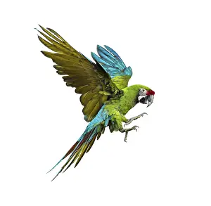 Military macaw, Ara militaris, flying