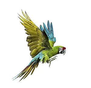 Military macaw, Ara militaris, flying
