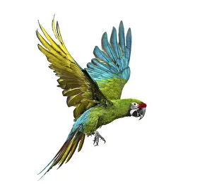 Military macaw, Ara militaris, flying