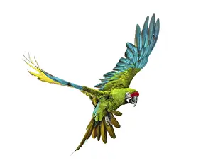 Military macaw, Ara militaris, flying